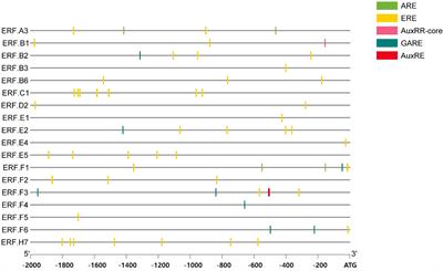 Hormonal regulation of ethylene response factors in tomato during storage and distribution